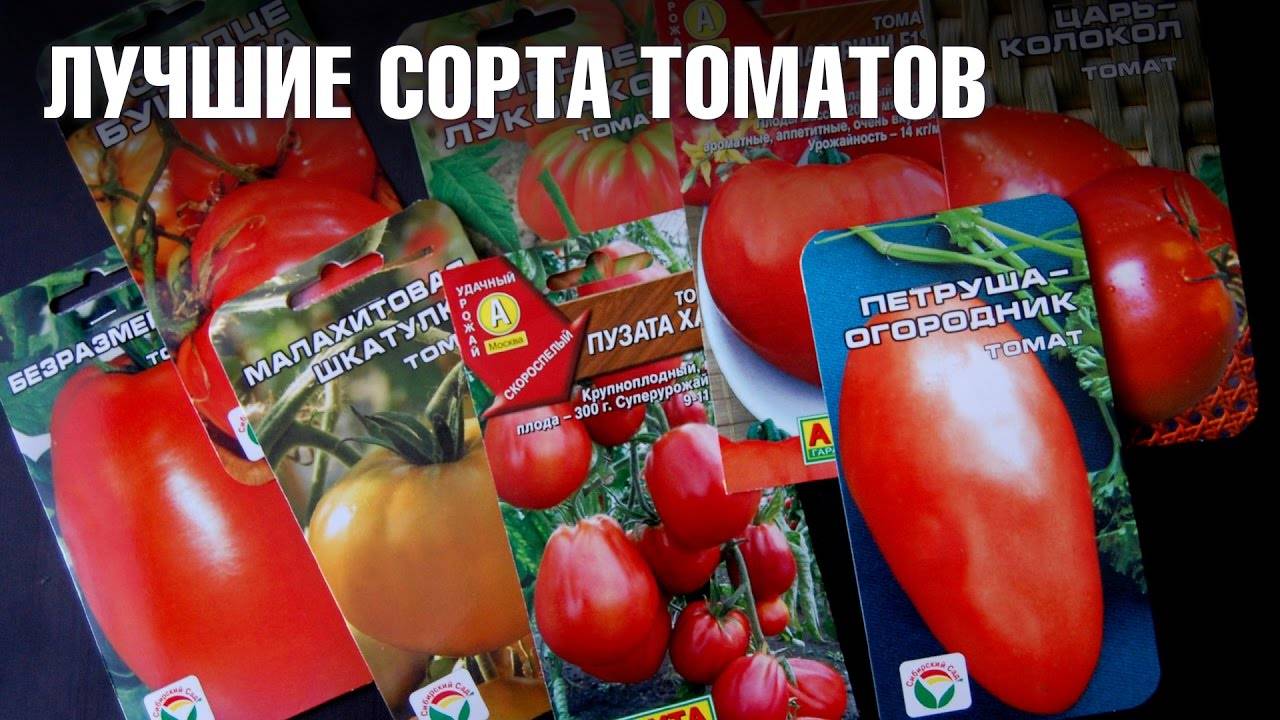 Выбираем ранние сорта помидоров: грунтовые и тепличные, крупные и малыши