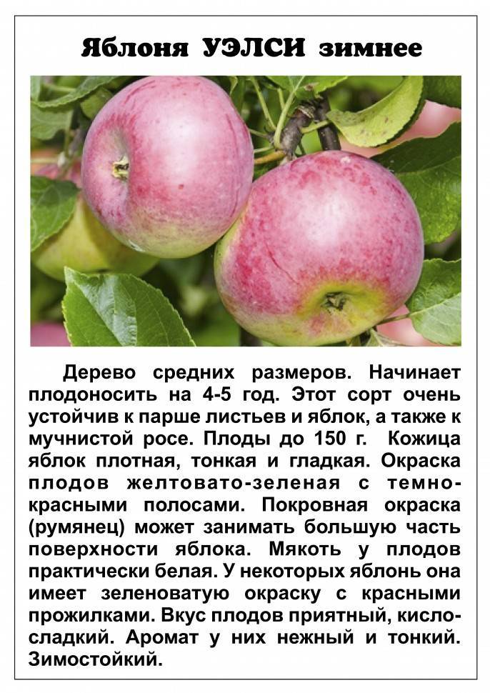 Яблоня мельба: описание сорта, фото и отзывы, посадка, уход