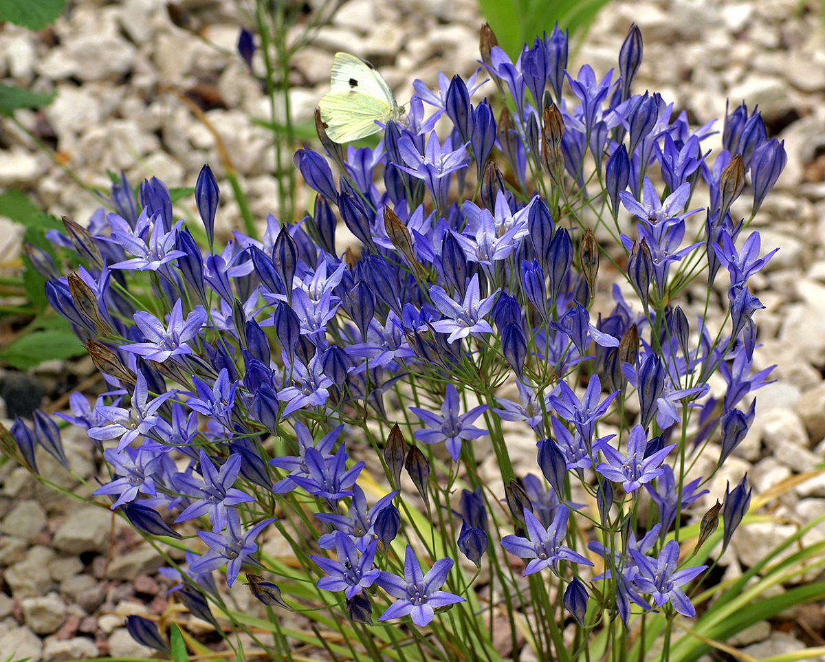 Brodiaea plant growing & care guide for gardeners