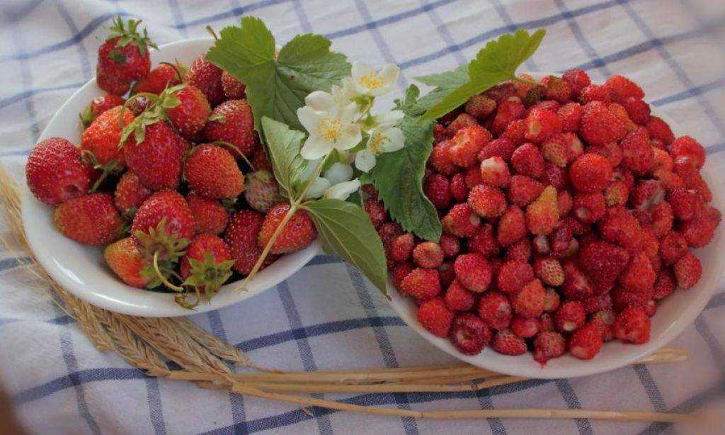 Лесная земляника - как выглядит, где растет, польза, заготовка
