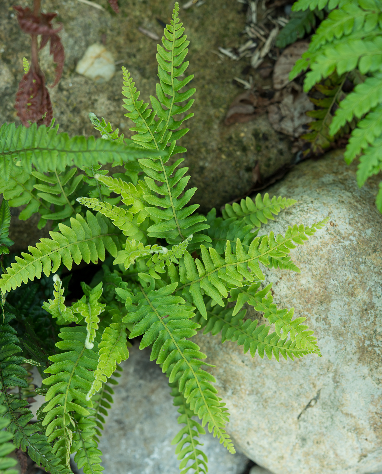 Вудсия эльбская (woodsia ilvensis) — описание, выращивание, фото