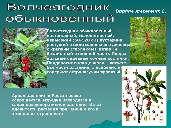 Ядовитый красавец волчеягодник на наших участках