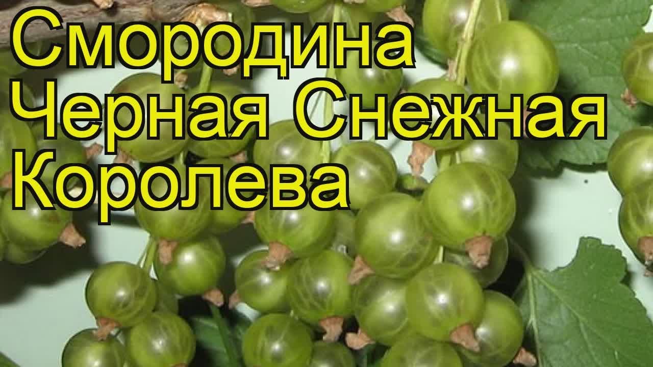 Смородина ожерелье: описание и достоинства сорта — сибирский оазис