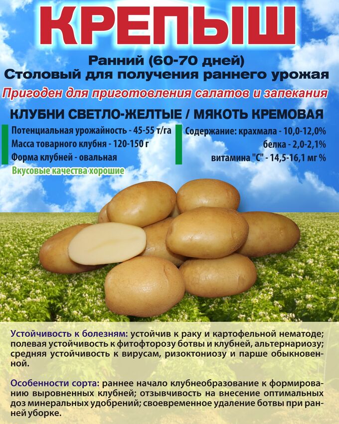 Картофель синеглазка (25 фото) - описание сорта, посадка и уход