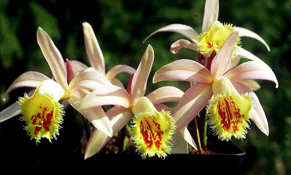 Плейоне (pleione). период покоя, уход, размножение дома.