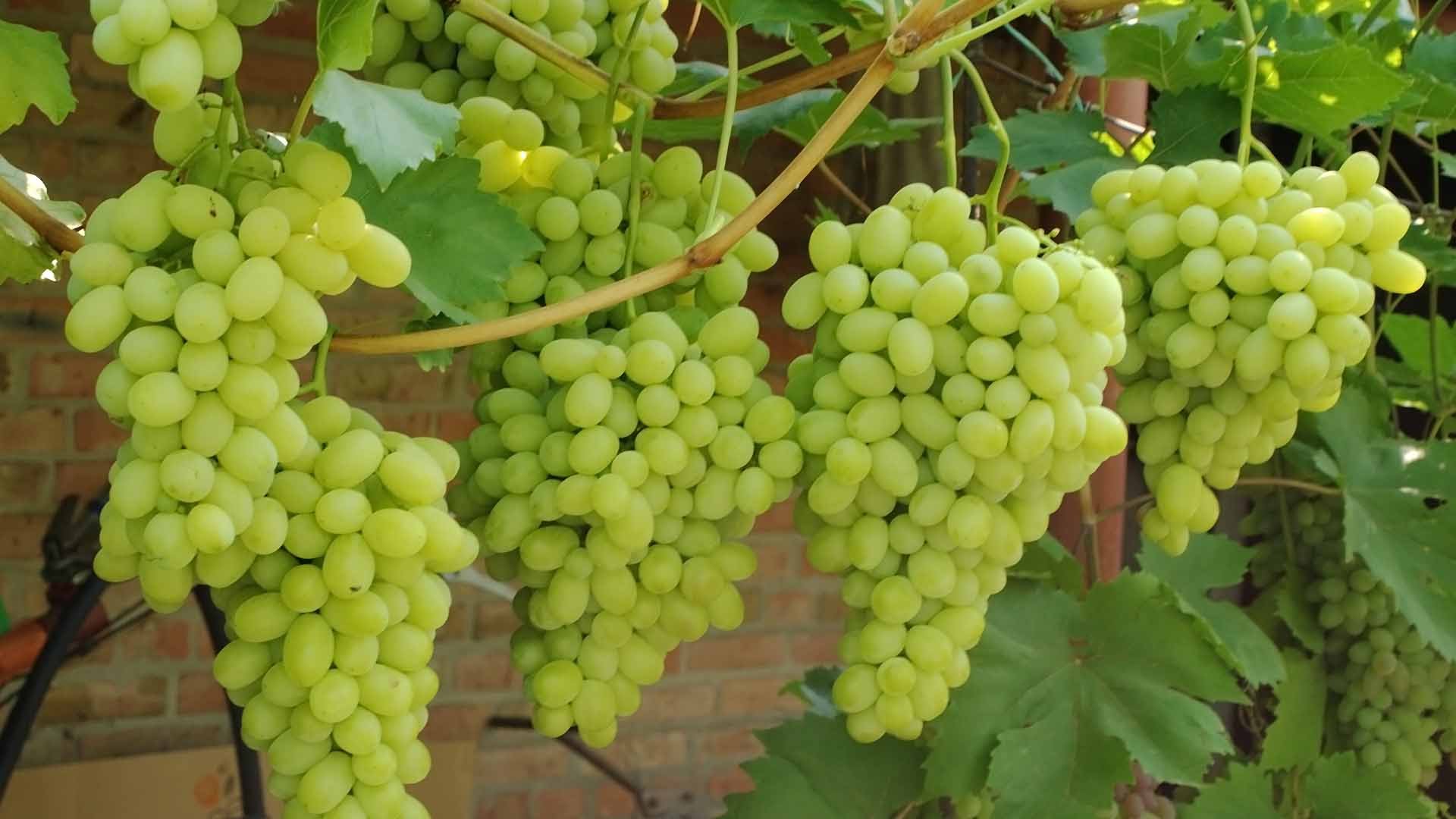 Сорт винограда олеся