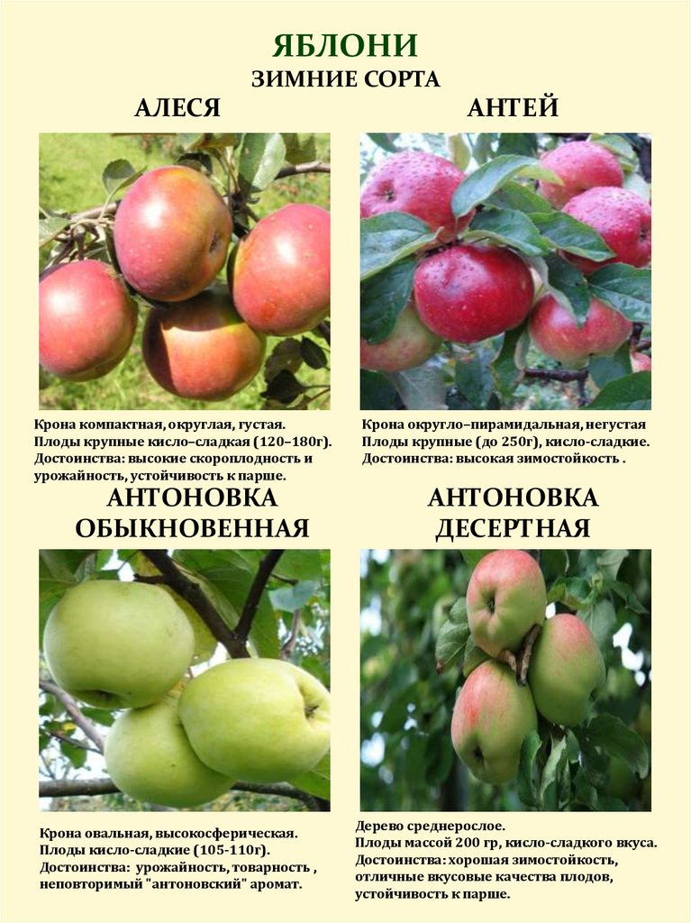 Яблоня скрижапель — описание сорта, характеристики, сроки созревания и выращивания, когда собирать и хранить, обрезка, отзывы