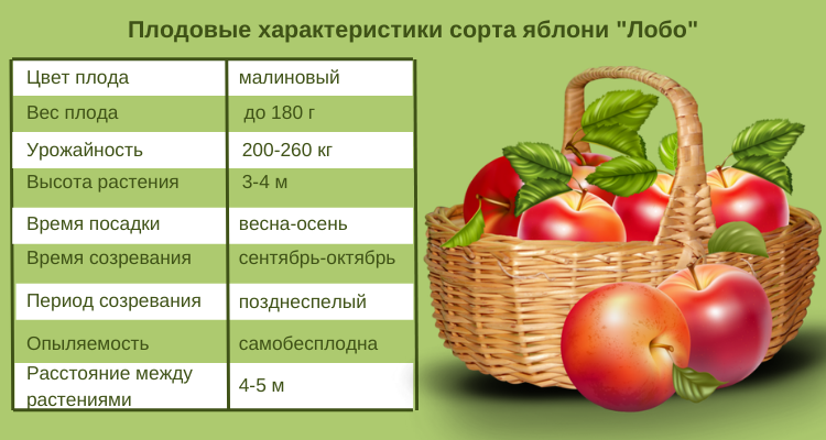 Абрикос - ип крылович в.а.