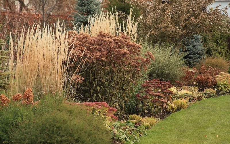 Deschampsia caespitosa