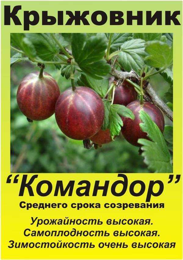 Крыжовник розовый 2: один из самых сладких и ароматных