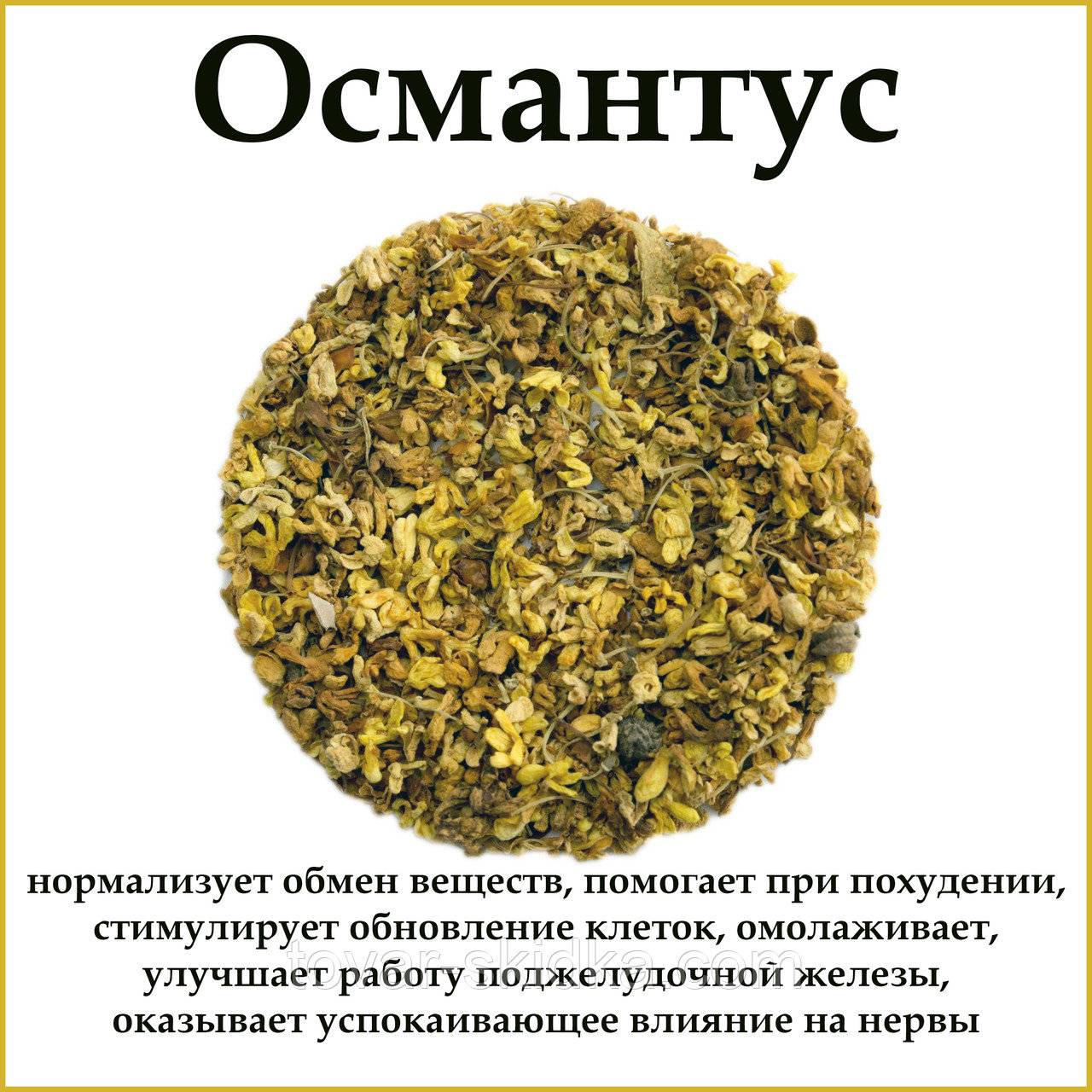 Османтус: как вырастить цветок c дивным ароматом? | растения | школажизни.ру