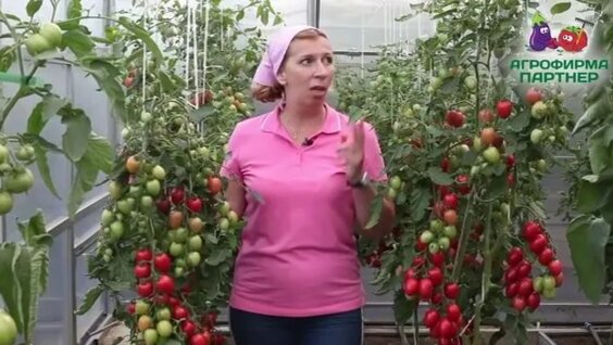 Новичок с красивым внешним видом