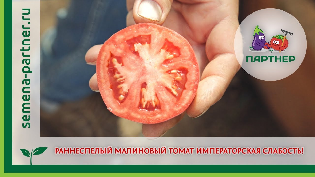 Сортовые томаты на моем огороде. лето 2019
