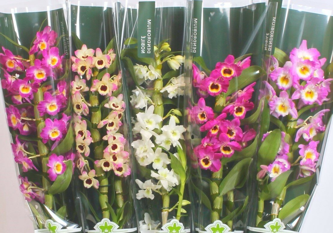 Ухаживание за дендробиумом кинга (dendrobium kingianum)
