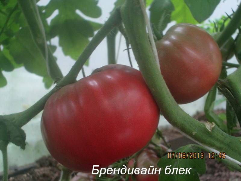 Лучшие сорта томатов (помидоров) для теплицы из поликарбоната