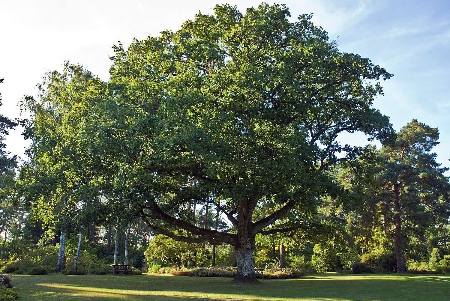 Quercus petraea: характеристика, распространение, размножение - биология - 2024