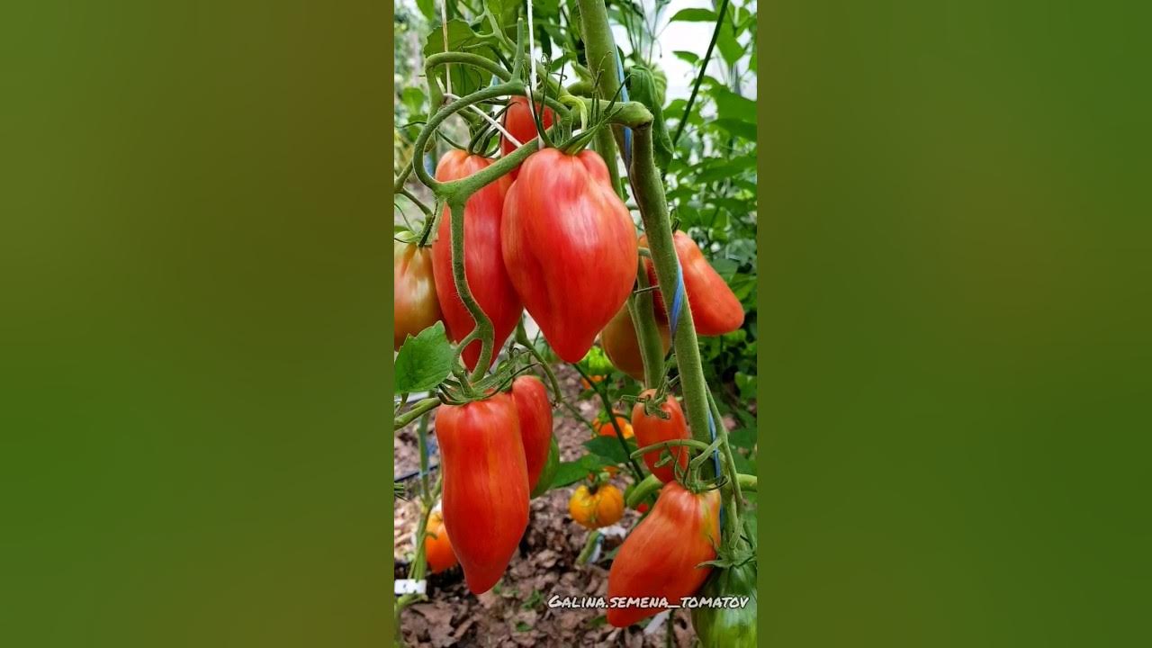 Томат гном: описание и характеристика сортов с фото