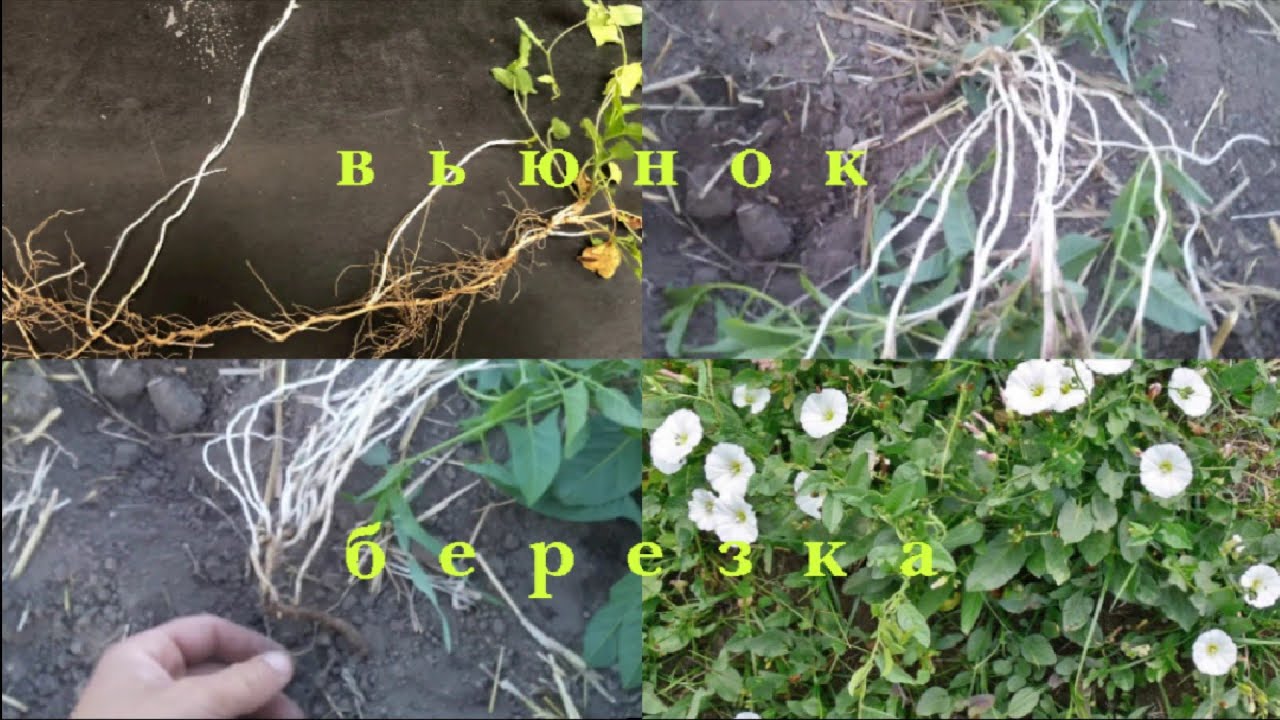 Вьюнок: описание, уход, размножение, полив
