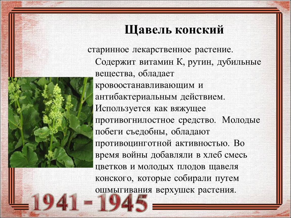 Щавель кислый или обыкновенный