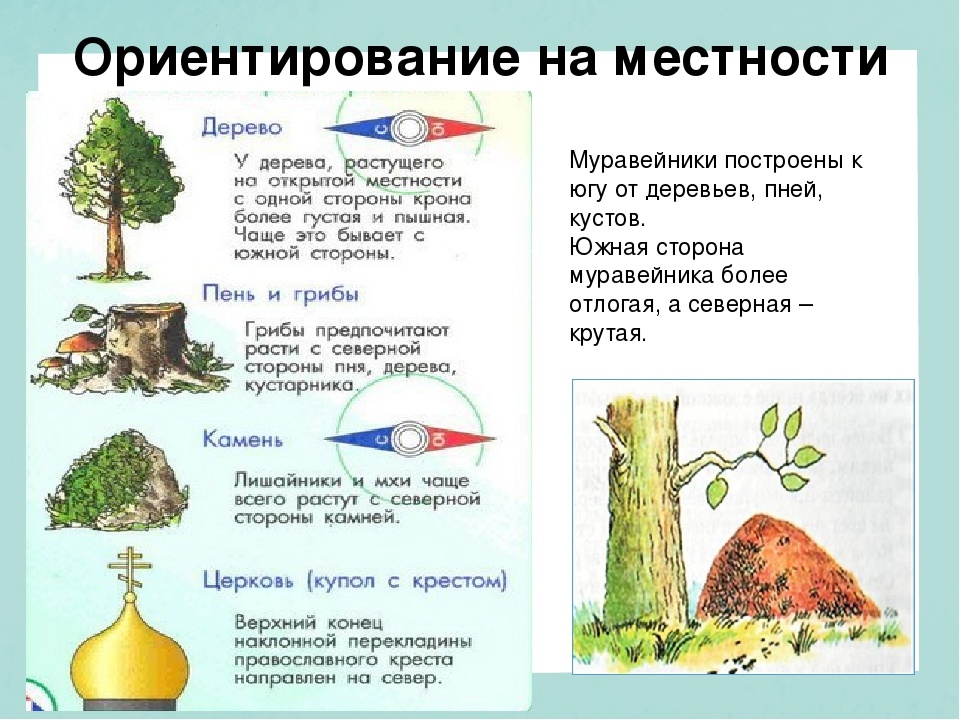25 лучших сортов фундука с описанием и характеристиками, технология выращивания и ухода