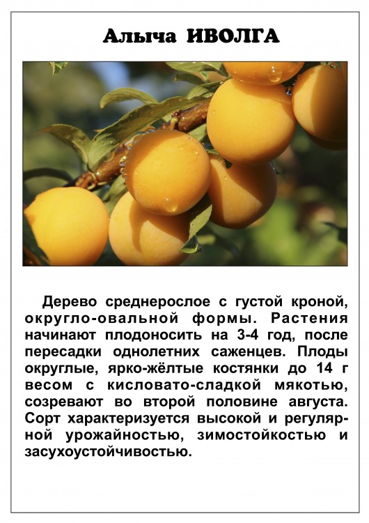 Слива китайская скороплодная: описание сорта, достоинства и недостатки