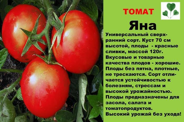 Томат ранняя любовь: характеристика и описание раннеспелого сорта с фото
