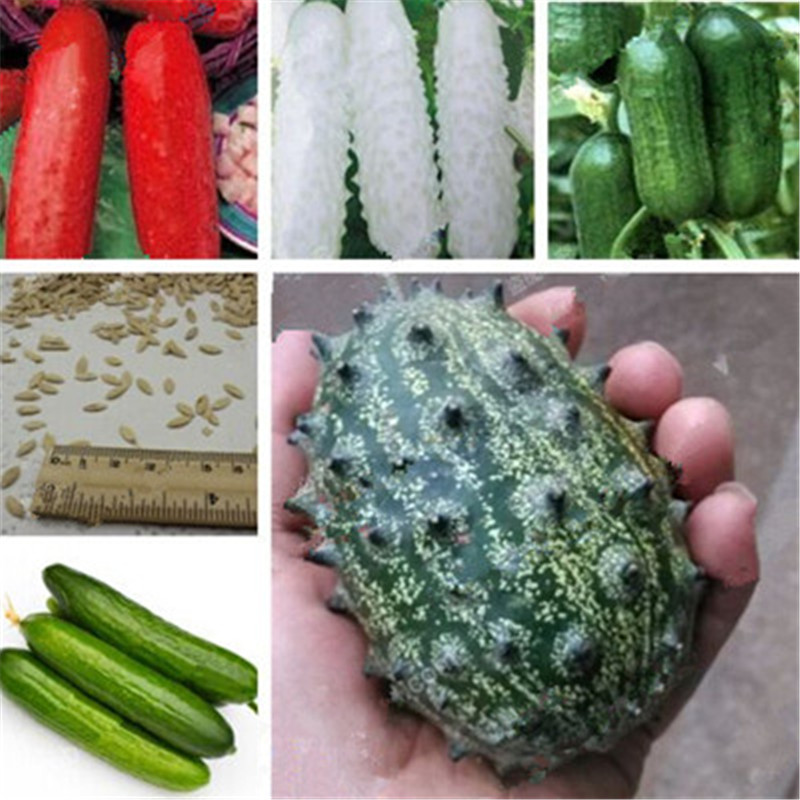 Puna: what is it, characteristics, flora and fauna - agrocorrn