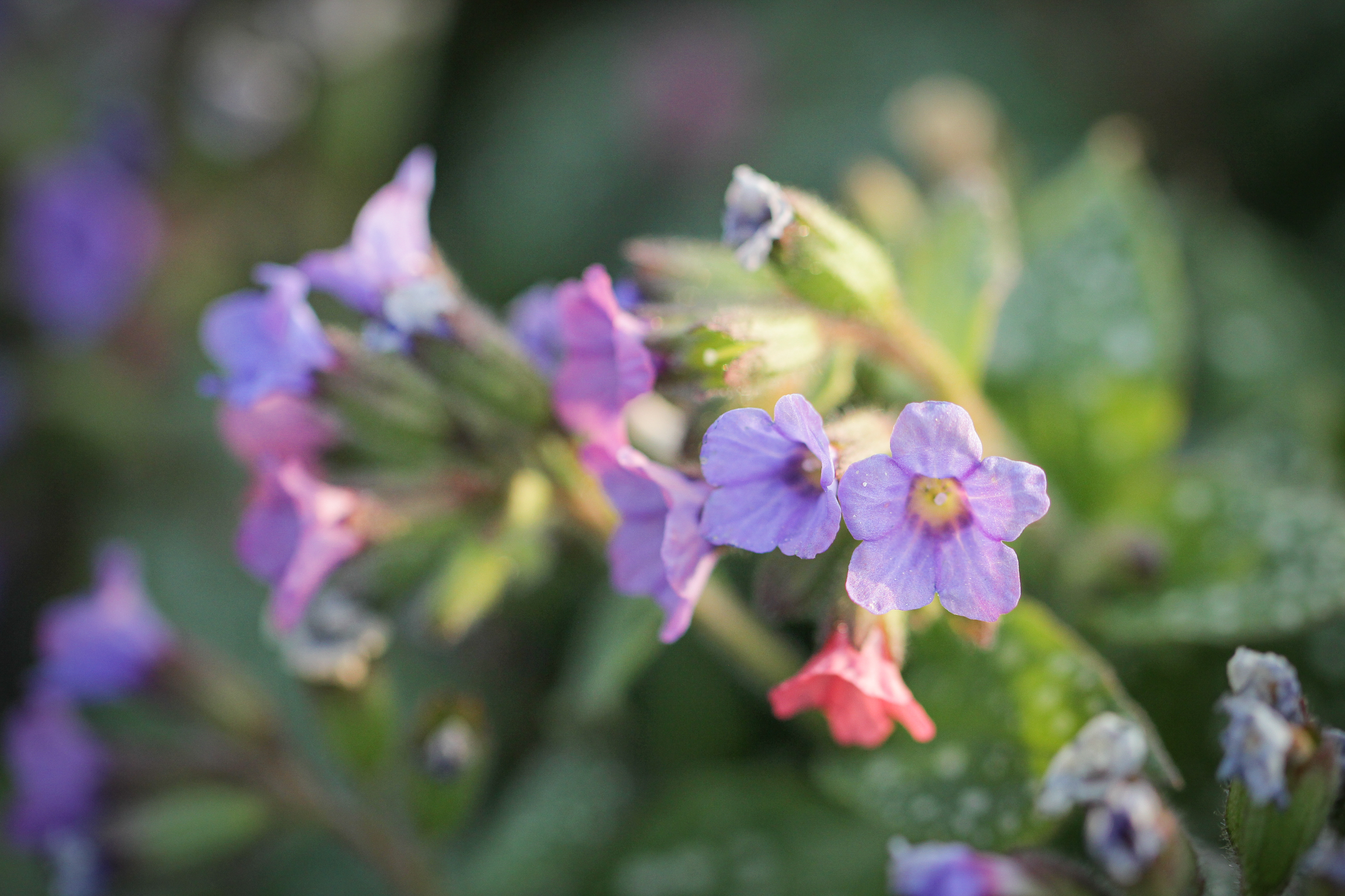 Медуница (pulmonaria). цветок садовый, лекарственное растение. фото, сорта