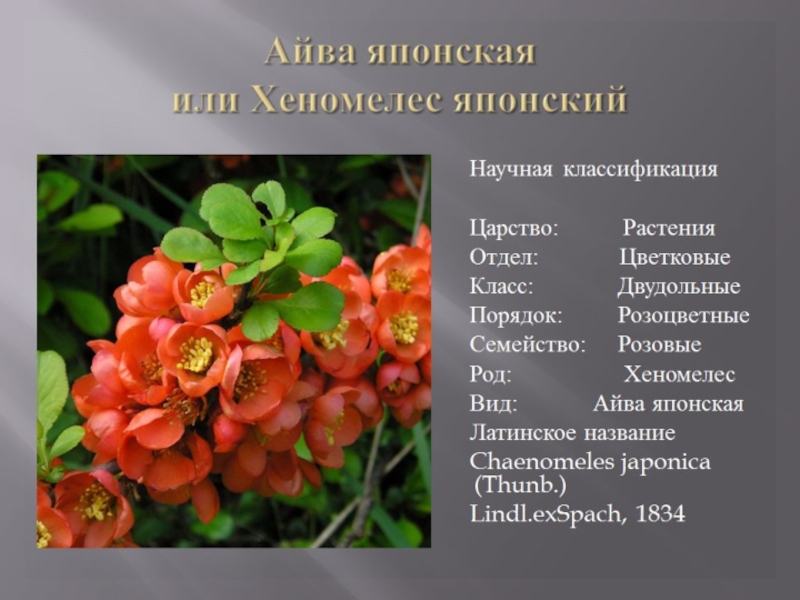 Хеномелес (японская айва) — идеальное растение для «ленивого дачника»