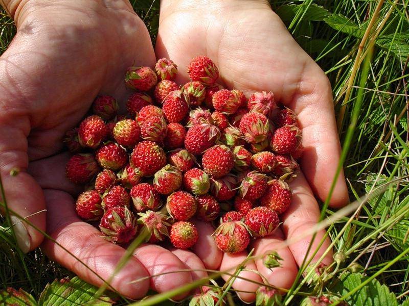 Земляника лесная — fragaria vesca | садовод — растения планеты