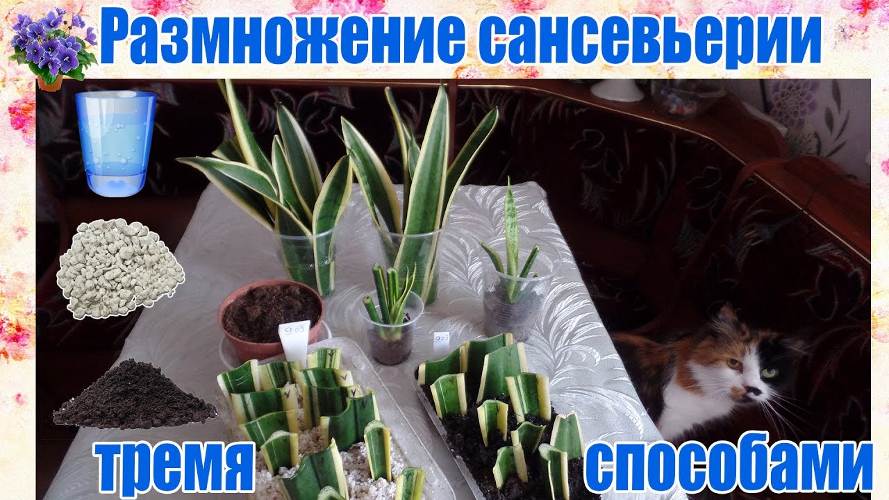 Сансевиерия — исключительно выносливое растение для украшения интерьера
