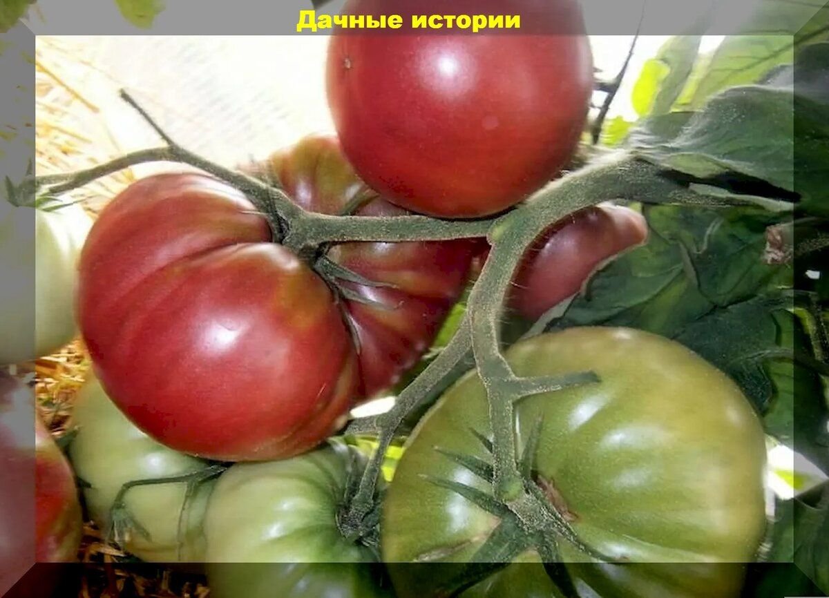 Сорт томата «огородник»: фото, отзывы, описание, характеристика, урожайность.