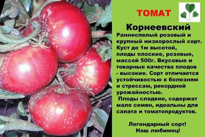 Всё о томате Корнеевский с фото и видео Отзывы тех, кто выращивал Среднеспелый, урожайный, надежный, старинный сорт томата любительской селекции Заказать семена томата корнеевский почтой