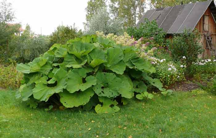 Белокопытник гибридный — petasites hybridus (l.) gaertn., b. mey. et scherb.