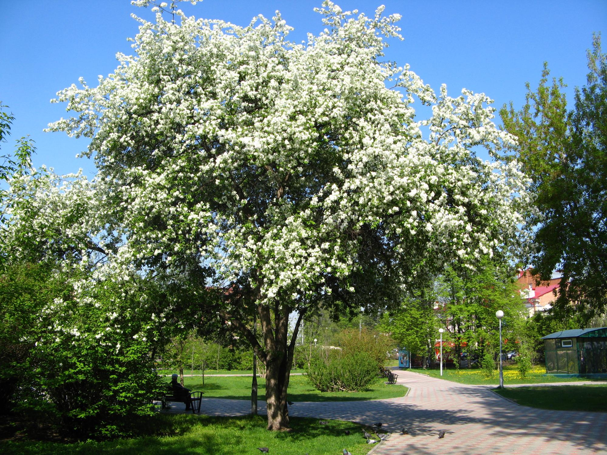 Яблоня роялти (malus royalty) - декоративная в ландшафтном дизайне, посадка и уход