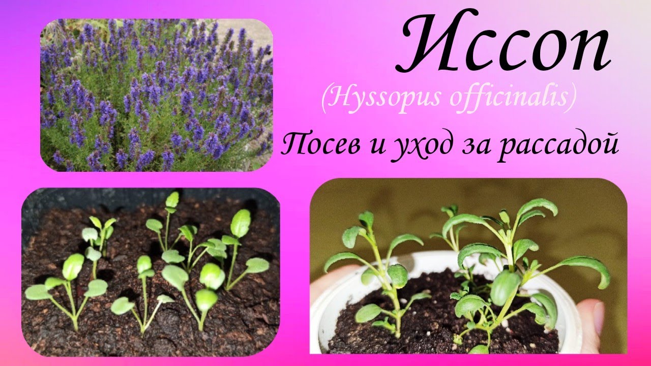 Иссоп
