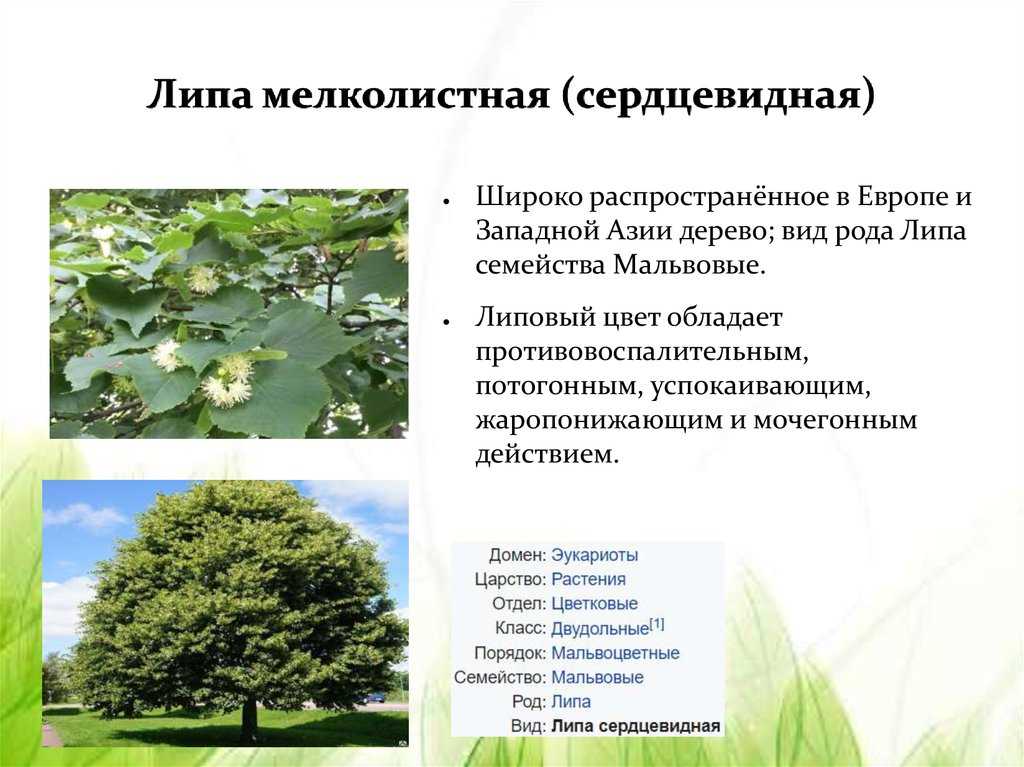 Липа мелколистная (33 фото): описание сердцевидной липы. «гринспайер» и другие сорта. где растет? отличия от крупнолистной