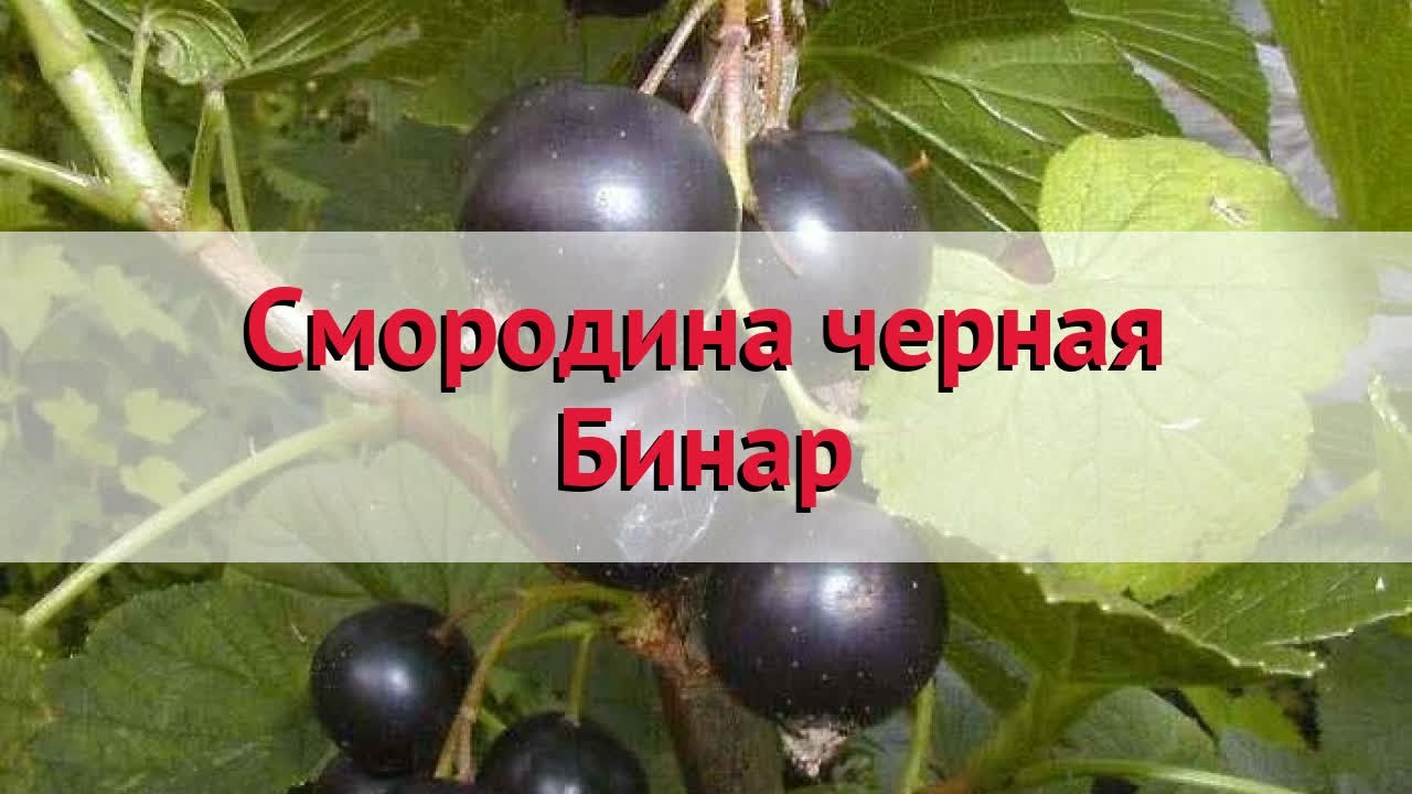 Сорт чёрной смородины бинар: внешний вид и описание, плюсы и минусы сорта, фото