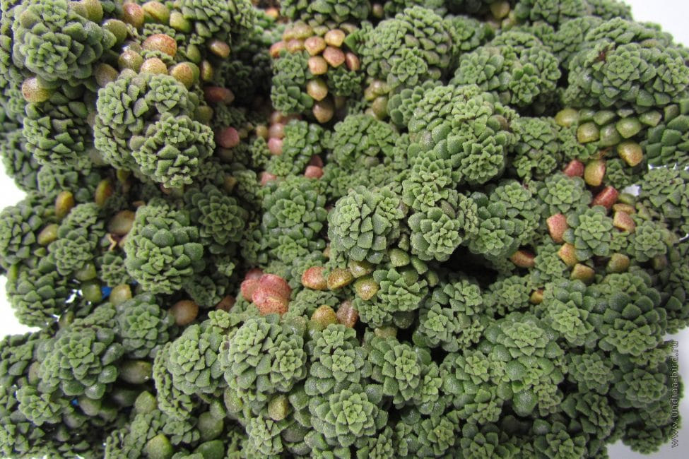 Glottiphyllum: rules for growing and breeding succulents | garden 2024
