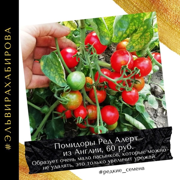 Томат примо ред: описание сорта, выращивание, фото, отзывы