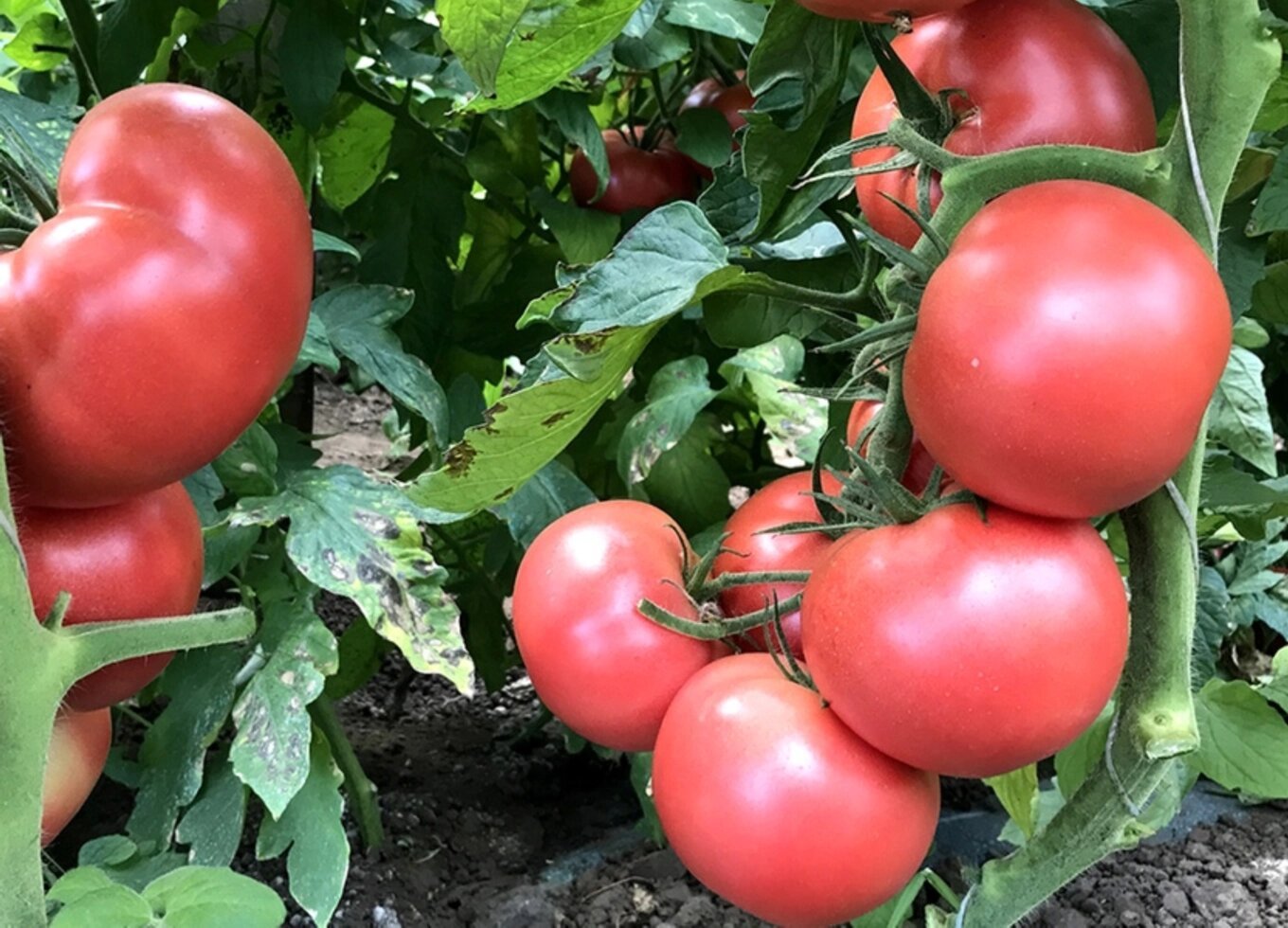 Великолепный иммунитет и нежнейший вкус — томат прелесть роузы: описание сорта и характеристики