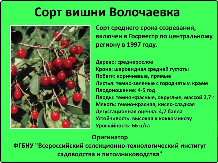 Лучшие сорта черешни для подмосковья: самопладные, сладкие и низкорослые