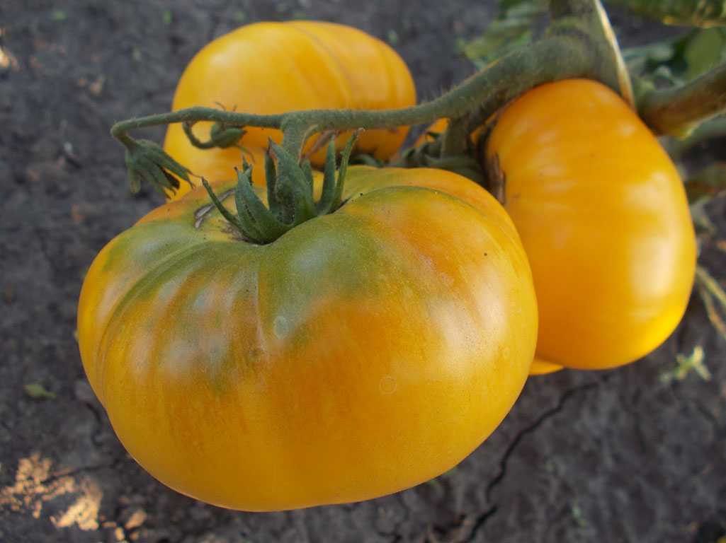 Томат зеленый гигант: описание сорта, отзывы, фото