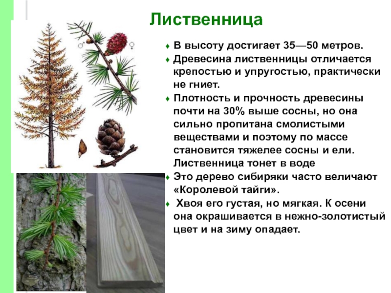 Лиственница