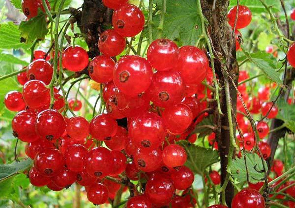 Смородина лучезарная описание сорта | хороший урожай🍎