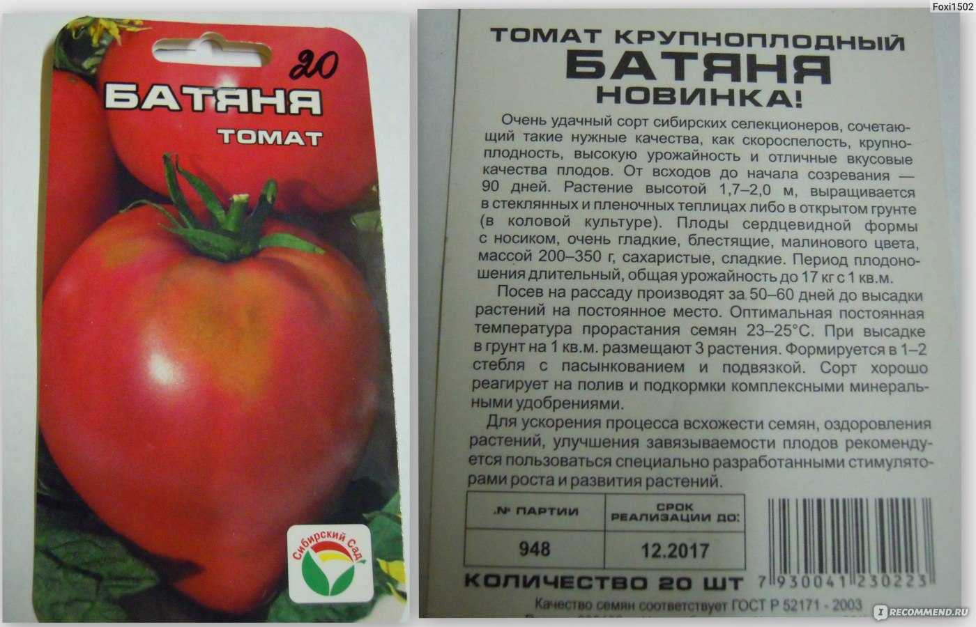 Описание томата пурпурная свеча и выращивание сорта рассадным способом