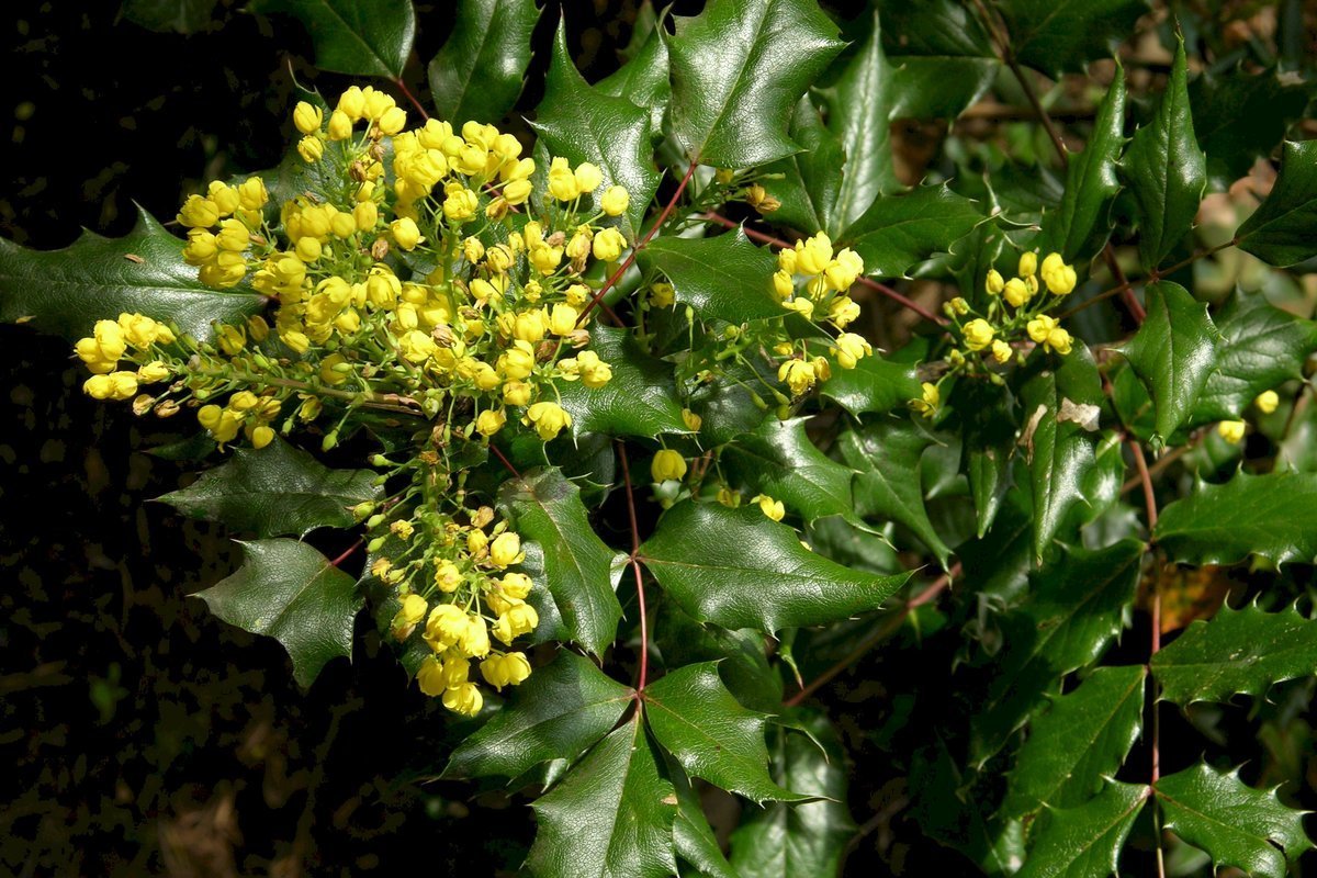 Магония (mahonia). уход, холодостойкость, размножение, фото. магония падуболистная