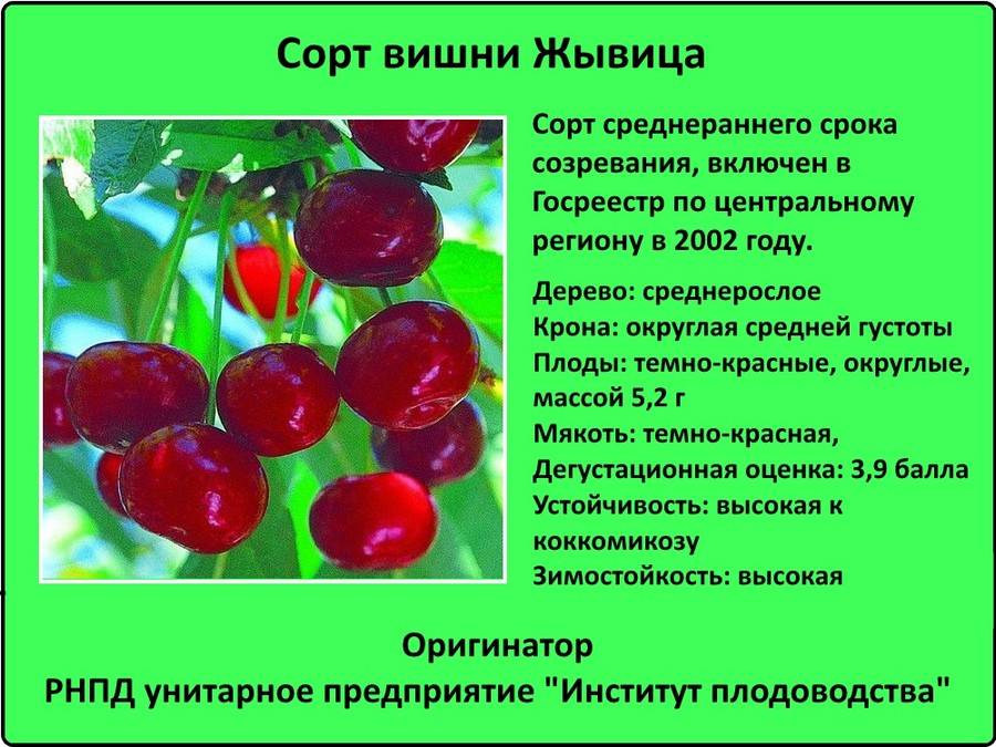 Что за сорт вишни новодворская