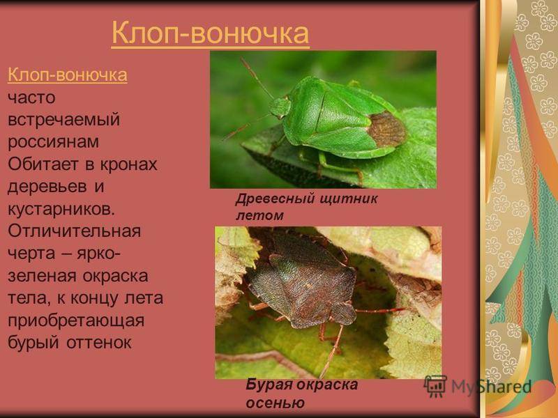 Какой вред наносит клоп-слепняк растениям и как от него избавиться?