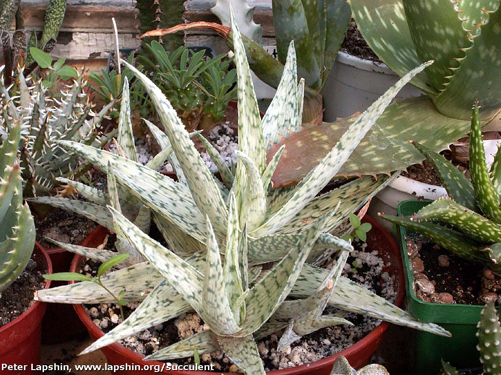 The rare snowflake aloe 'aloe rauhii' | succulent city